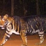 Odisha Current Affairs 2024 (Daily Updated) Melanistic Tiger Odisha Current Affairs